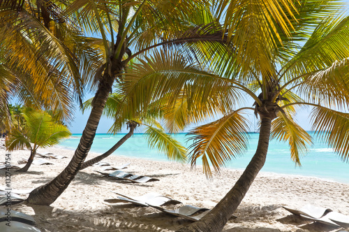 Fototapeta Naklejka Na Ścianę i Meble -  Beach chairs in the shade of exotic palm trees on white sand beach of Saona island in Dominican republic