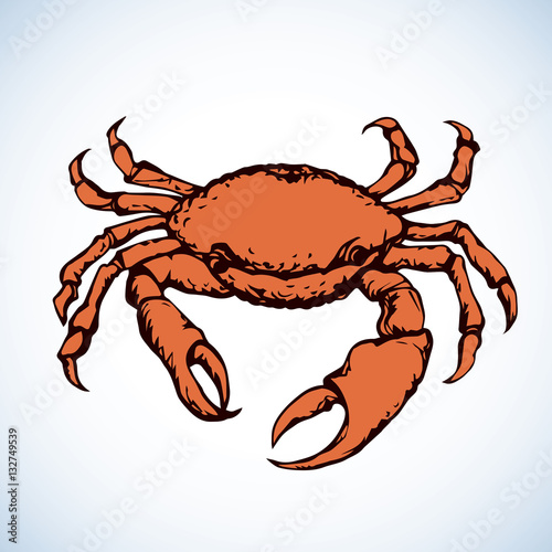 Crab. Vector drawing