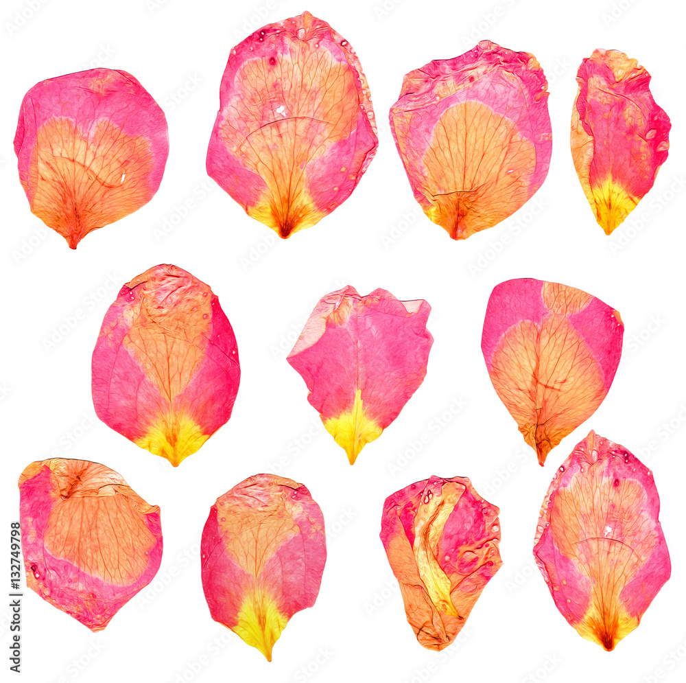 Obraz premium dry delicate petals of pressed pink and yellow rose