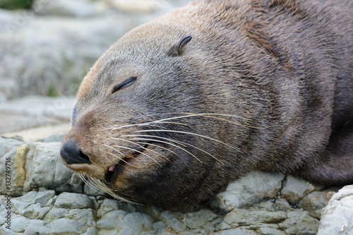 Sleeping Sea Lion with tongue visible