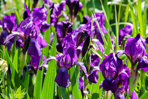 Fototapeta Naklejka Na Ścianę i Meble -  Close up of purple iris flowers