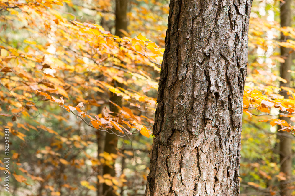 Kiefer im Herbst Kiefer im Herbst