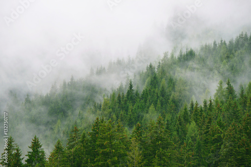 Forest in a morning mist