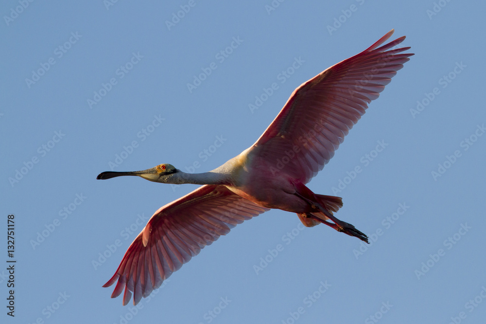 Obraz premium Gliding Roseate Spoonbill