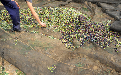 Traditional olive harvest