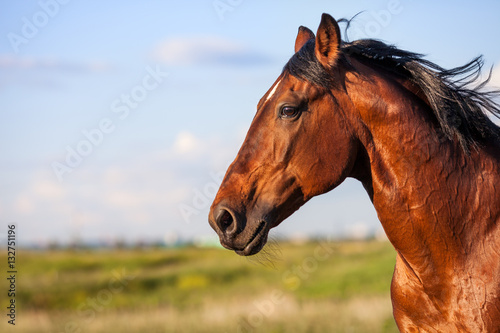 Portrait bay horse on a background of field © bagicat