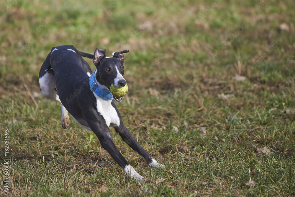 Whippet running with the ball