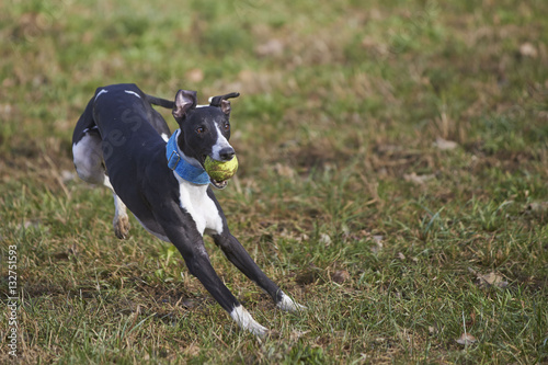 Whippet running with the ball