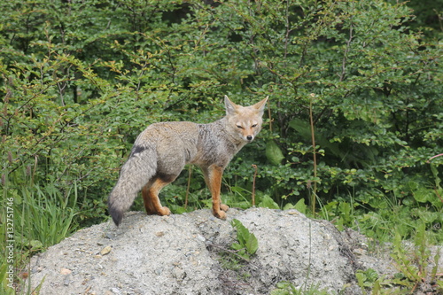 zorro gris patagónico ( (Lycalopex griseus) photo