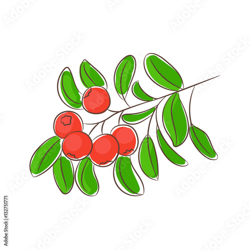 Drawing cowberry/ Drawn red cowberry with green leaves. Vegetarian food, useful dessert with northern berries