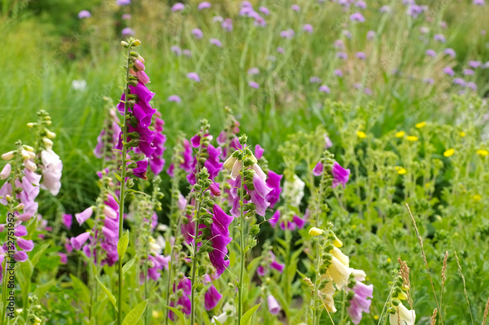 Naklejka premium Fingerhut Blumen - the purple flowers Common Foxglove