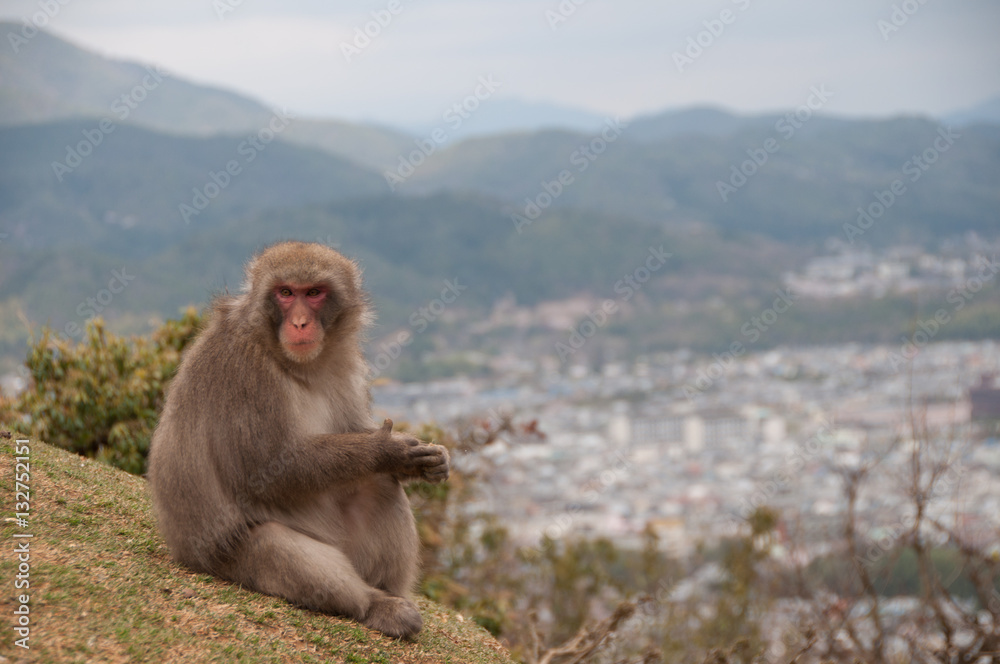 Naklejka premium Japanese Macaque with Kyoto in the background