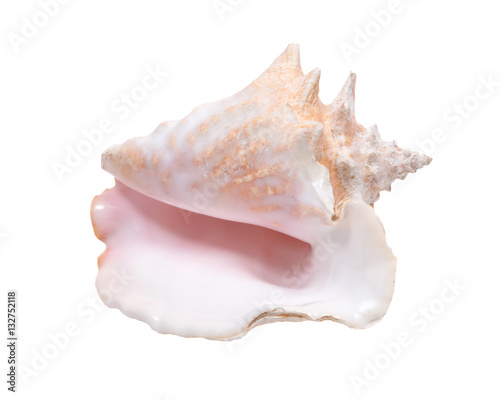Large pink queen conch seashell isolated on white background