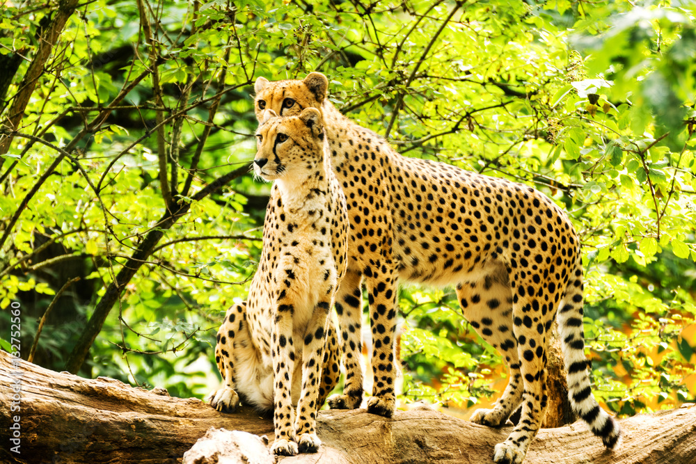Fototapeta premium Two cheetahs Acinonyx jubatus.