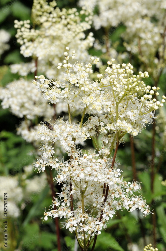 Closeup on flowering meadowsweet Filipendula ulmaria Closeup on flowering meadowsweet Filipendula ulmaria