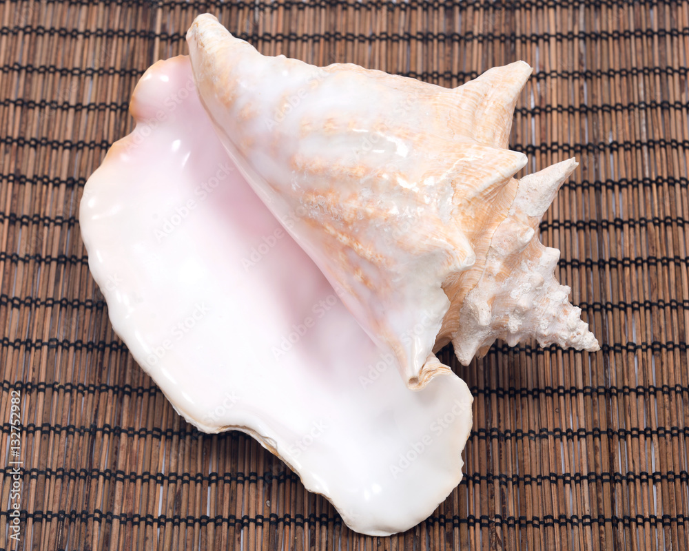 Large pink queen conch seashell on bamboo placemat
