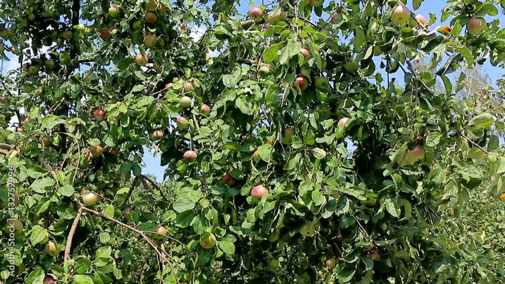Panorama of the branches of Apple trees with lots of fruit/a lot of apples on the Apple tree, panorama Panorama of the branches of Apple trees with lots of fruit/a lot of apples on the Apple tree, panorama
