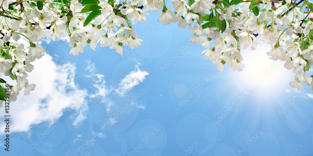 Flowering cherry, sky with clouds, shining sun. Spring backgroun