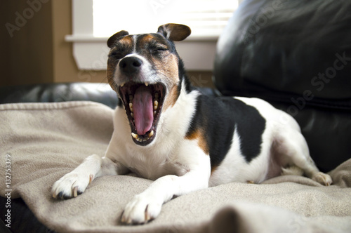 Jack Russell terrier dog yawning funny on a beige blanket abstra