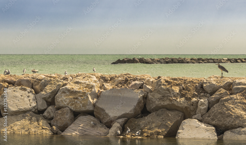 Grey heron relaxing on the rocks of adriatic sea, Italy
