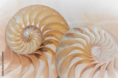 nautilus shell section background spiral section symmetry cross section spiral half fibonacci golden ratio mother of pearl close ( pompilius nautilus ) stock, photo, photograph, picture, image