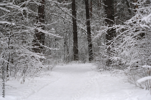 the image of a winter forest