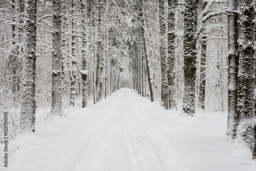 Naklejka premium car tire tracks on winter road