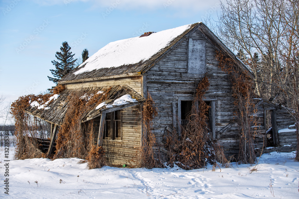 Dead vines growing against an old abandoned collapsing tall wooden homestead in a winter landscape Dead vines growing against an old abandoned collapsing tall wooden homestead in a winter landscape