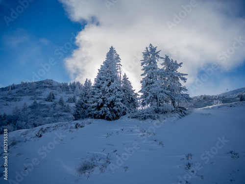 Snow covered trees in the Alps - 4 © gdefilip
