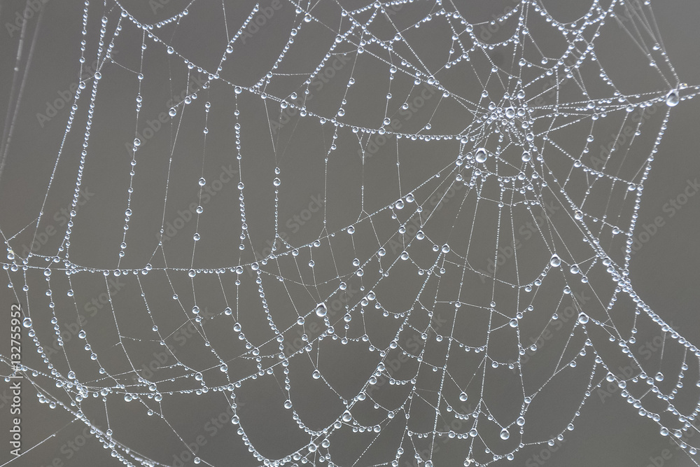 Dew drops on spider web Dew drops on spider web
