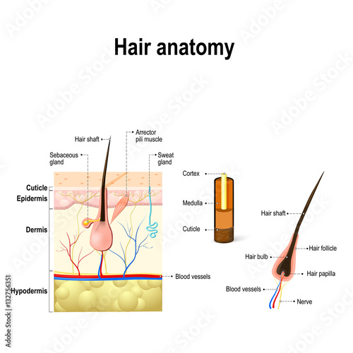 Diagram of a hair follicle in a cross section of skin layers