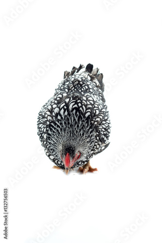 Wyandotte bantam Chicken silver laced isolated white background photo