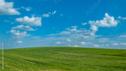 agricultural landscape. the beautiful green field under the blue cloudy sky. shoots of grain crops