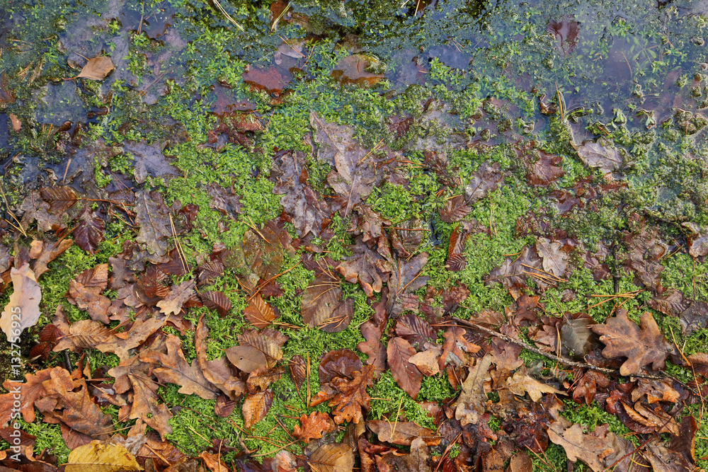 Texture of weeping fallen leaves. Autumn oak leaves and moss in the water.