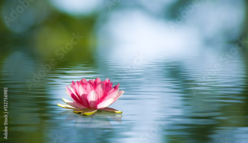 Fotografie, Tablou Beautiful lotus flower on the water in a park close-up.