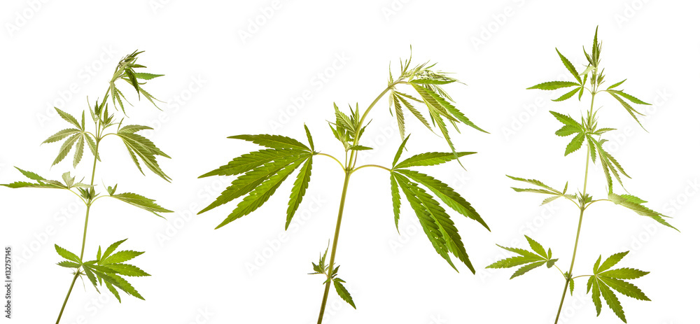 Bush cannabis isolated on white background