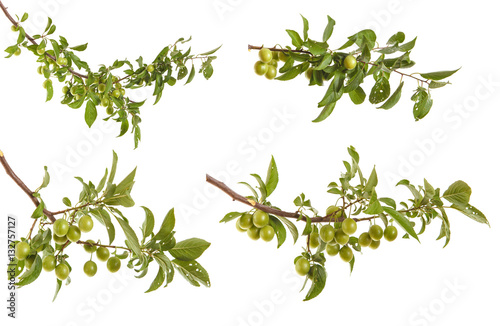 plum-tree branch with green fruits and leaves. isolated on white