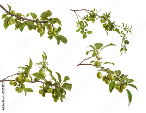 plum-tree branch with green fruits and leaves. isolated on white