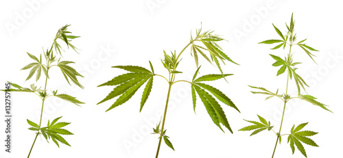 Bush cannabis isolated on white background