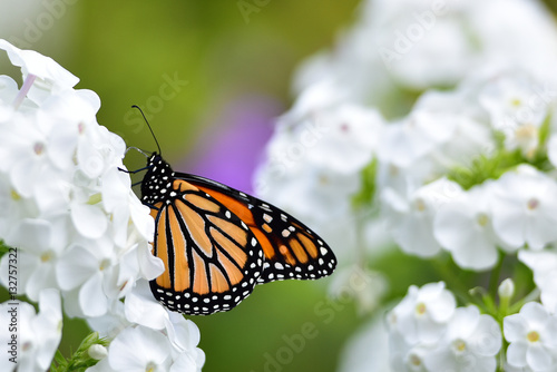 Canvas Print Monarch butterfly feeding on white phlox flowers