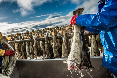 Canvas Print Fisherman with a fish on the Lofoten island