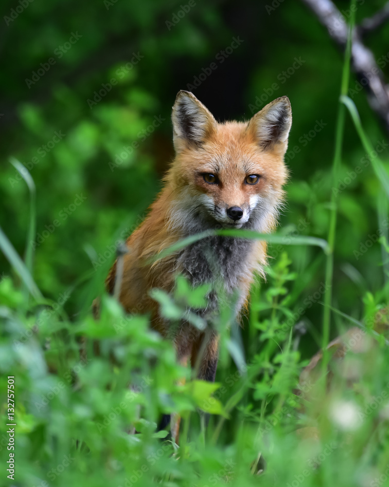 Alert red fox staring