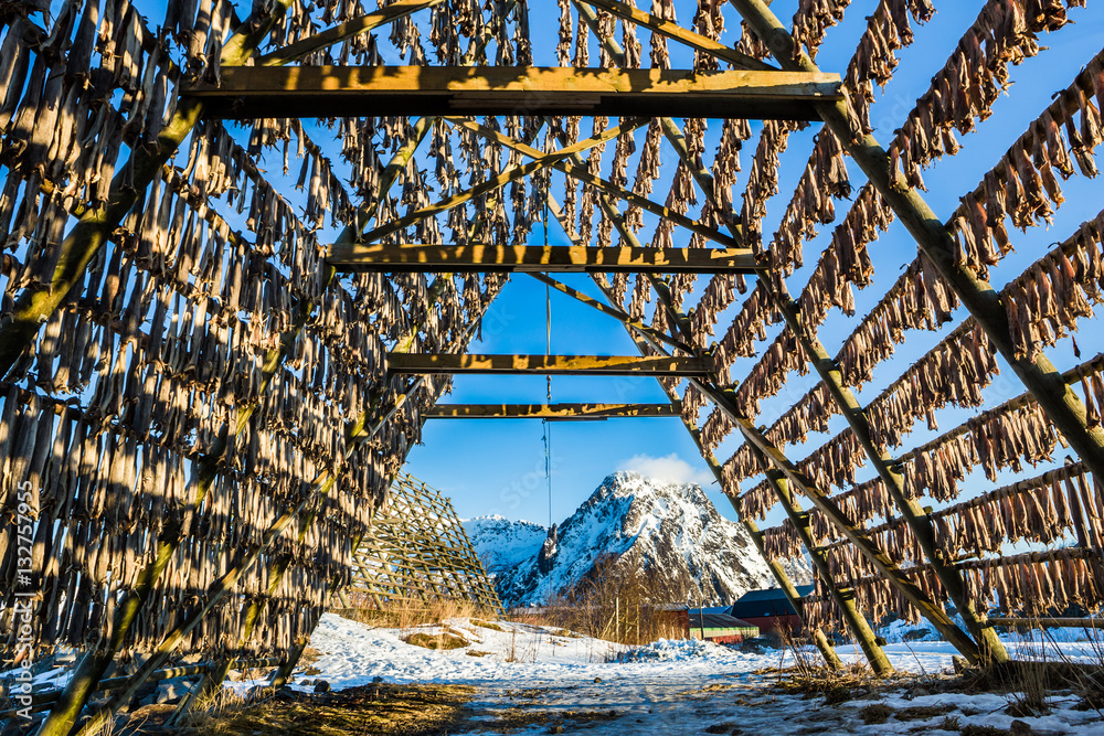 Obraz premium Racks full of dried codfish, Svolvaer, Lofoten, Norway