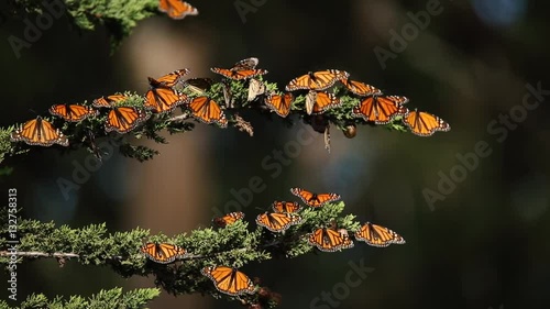 Monarch butterflies rest and fly in Pismo Beach Monarch grove
