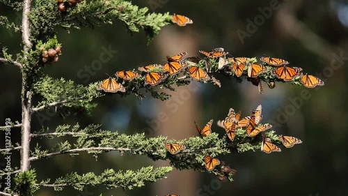 Monarch butterflies rest and fly in Pismo Beach Monarch grove