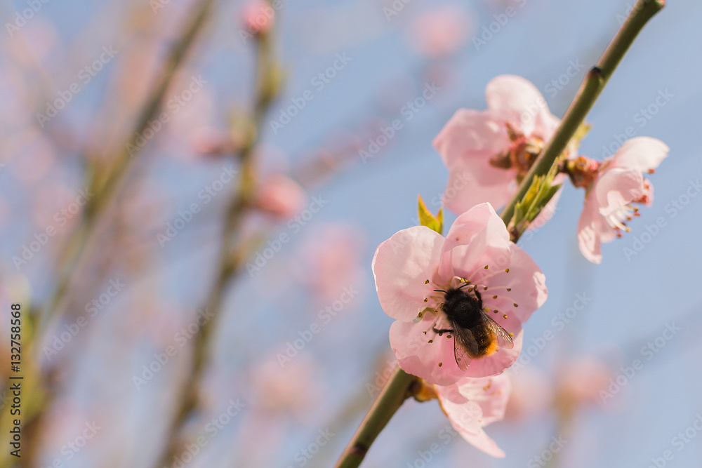 Naklejka premium Honey bee collecting pollen from flowers