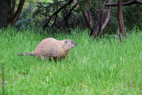 Obraz na płótnie beaver on grass w salonie