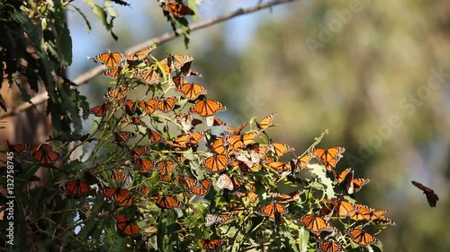 Monarch butterflies rest and fly in Pismo Beach Monarch grove