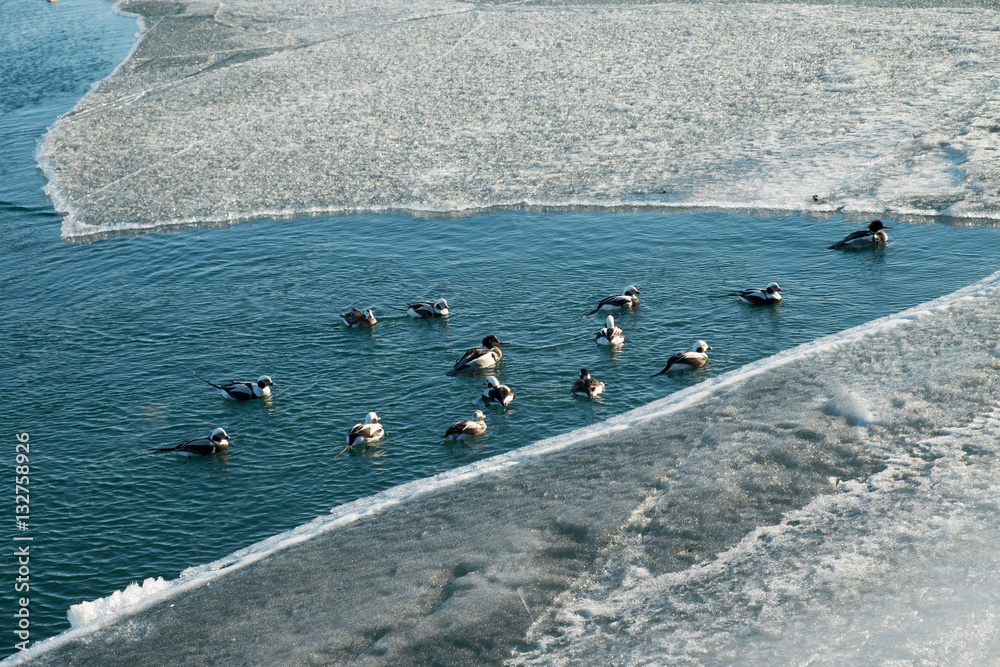 ducks on frozen river