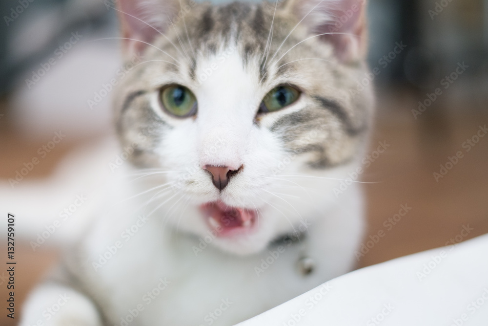kitten